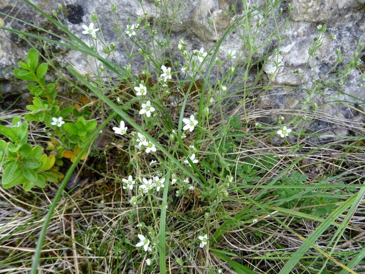 Pesnik 5