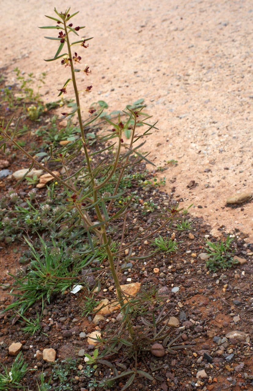 Cleome violacea 12