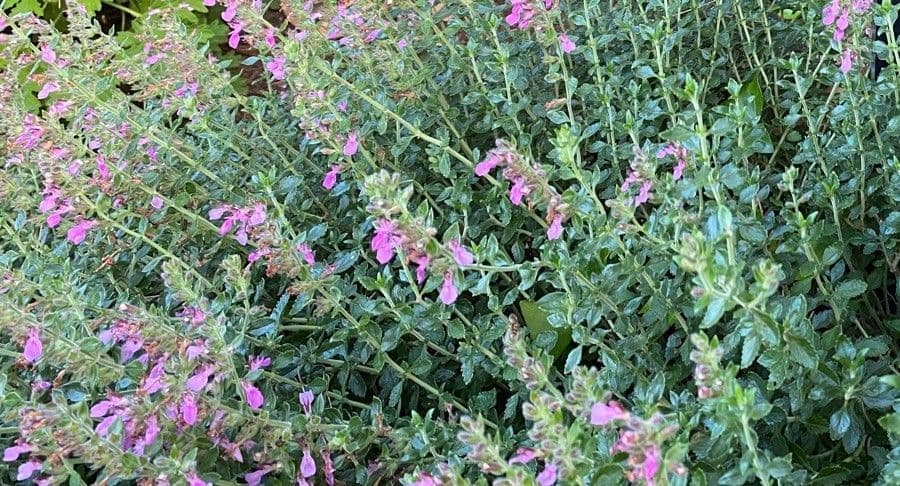 Teucrium 2