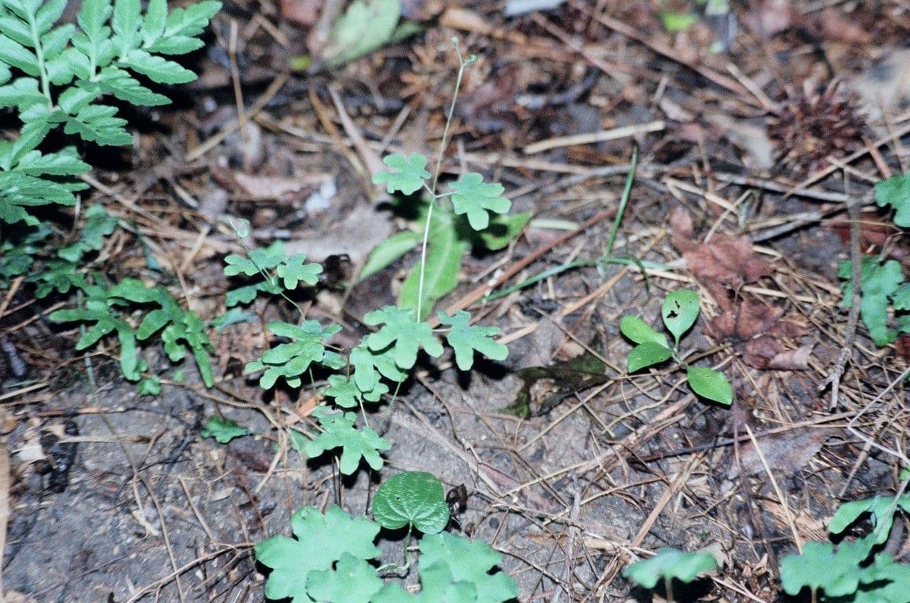 Lygodium palmato 2