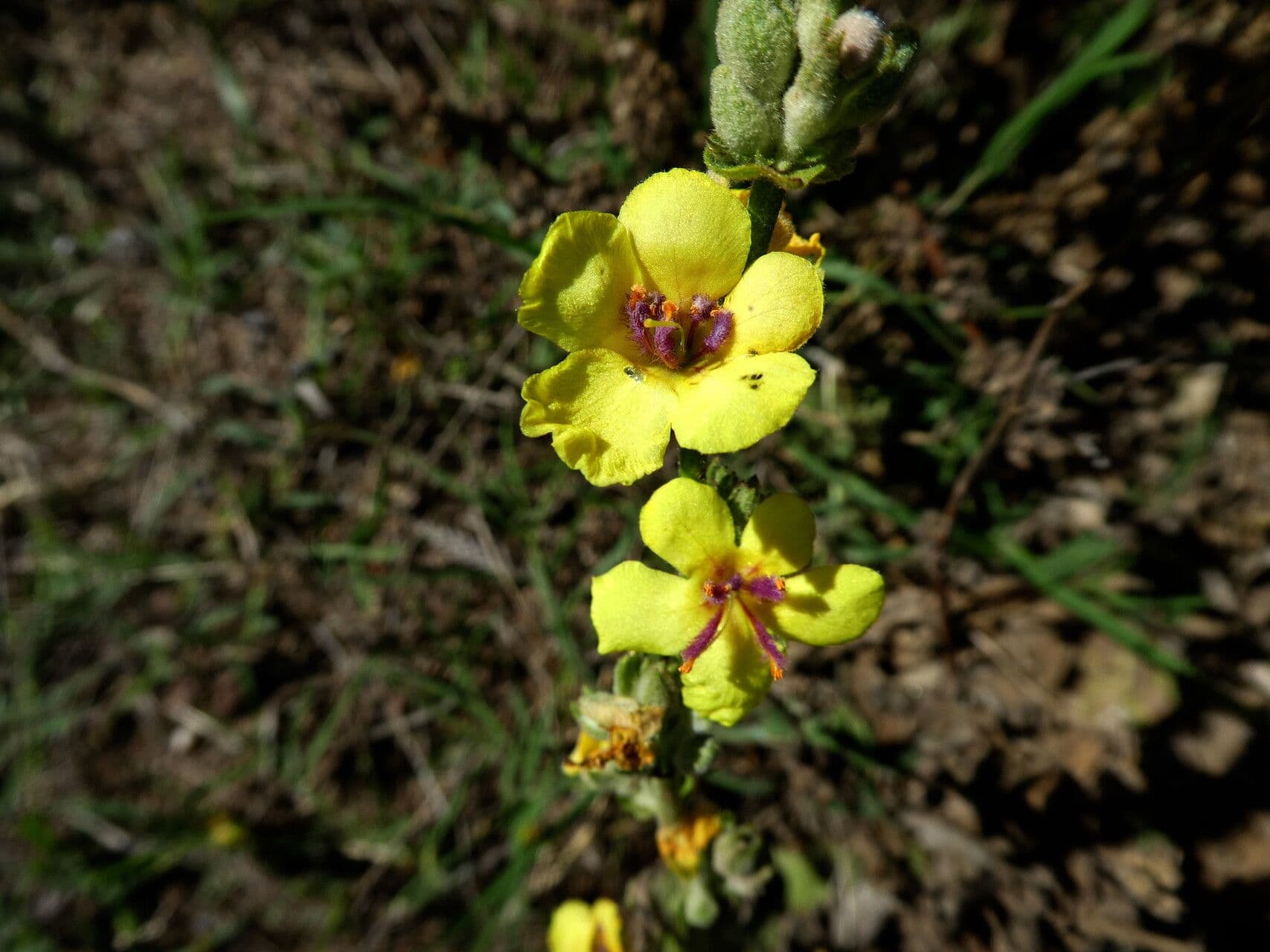 Mullein 3