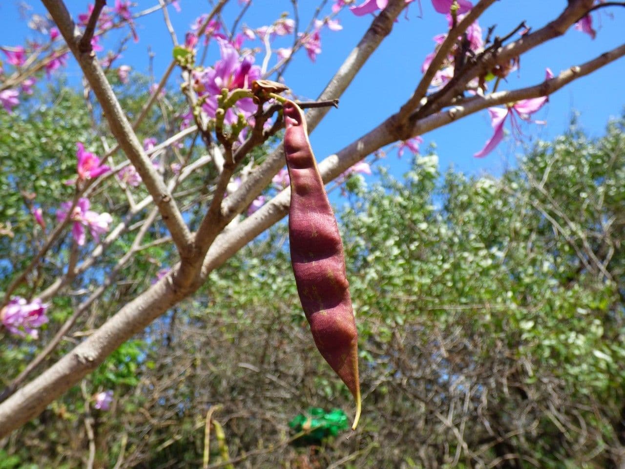 Bauhinia variegata 5