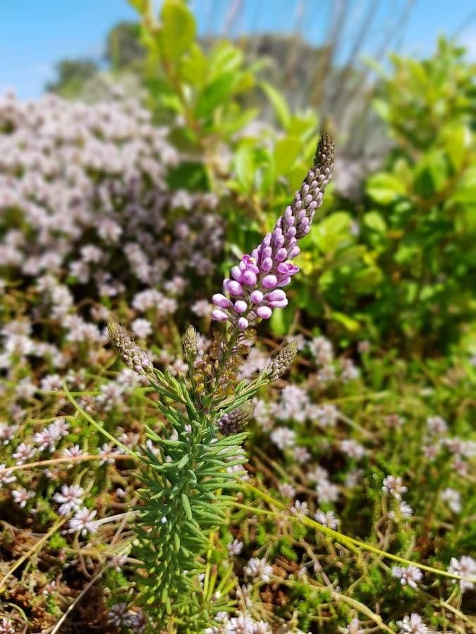 Comesperma 2