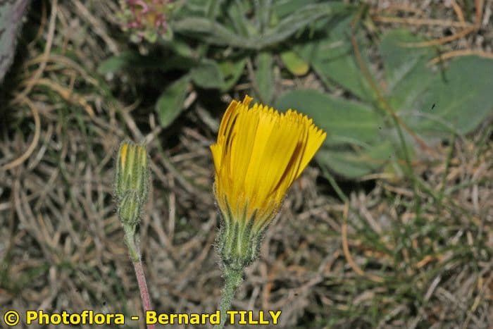 Hieracium 2