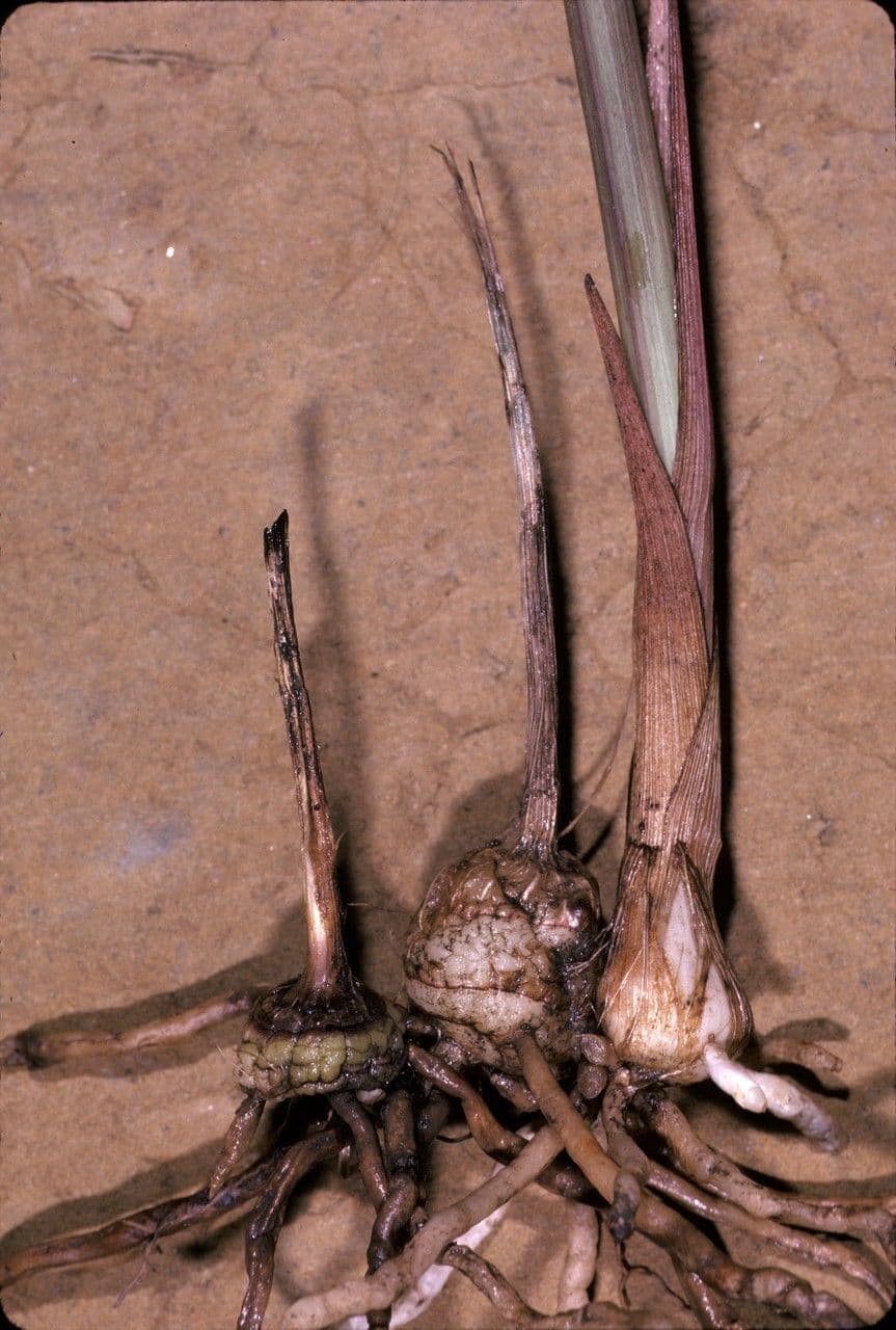 Galeandra 7