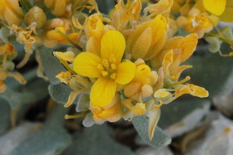 Physaria 5