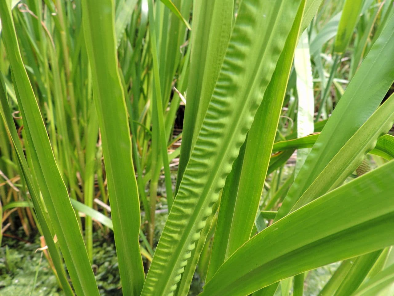 Calamo aromatico 14
