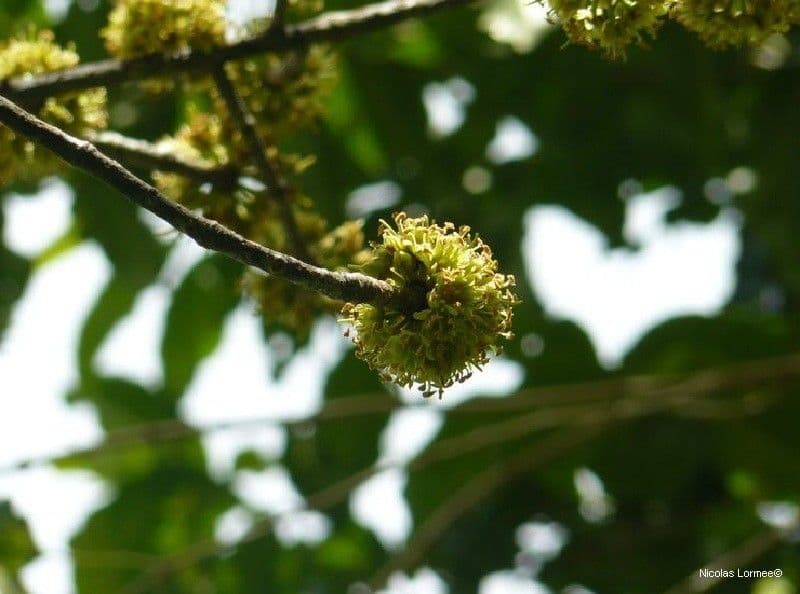 Pichonia 2