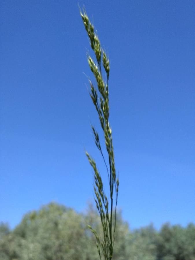 Festuca de hoja variable 6