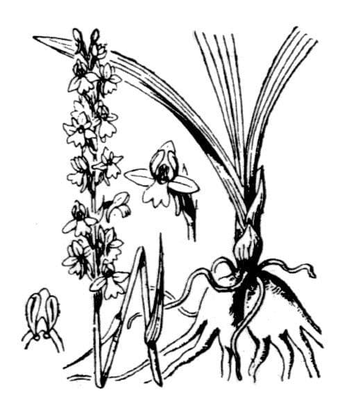 Manina profumata 19