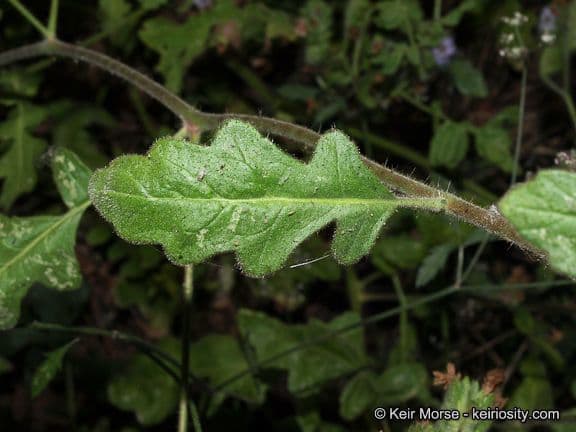 Fagelia ramosa 15