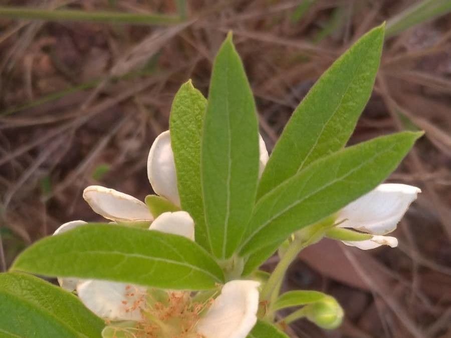 Campomanesia 8