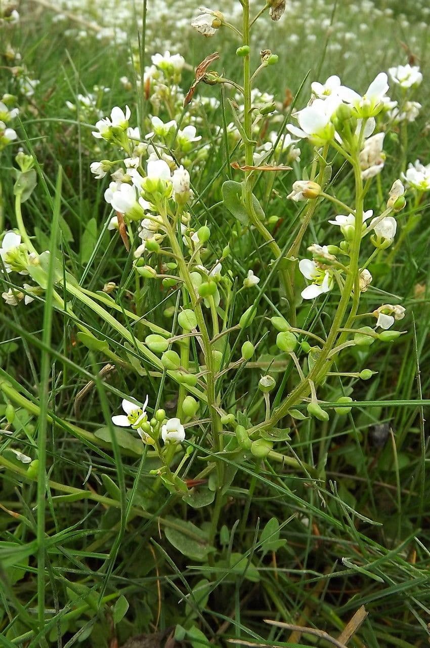 Cochlearia inglese 8