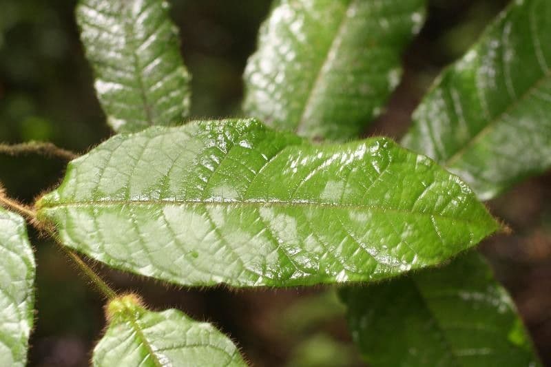 Hirtella 2