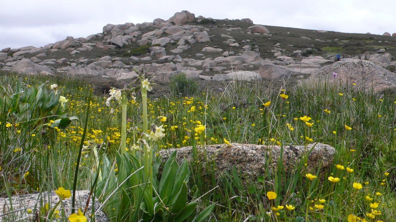 Primula