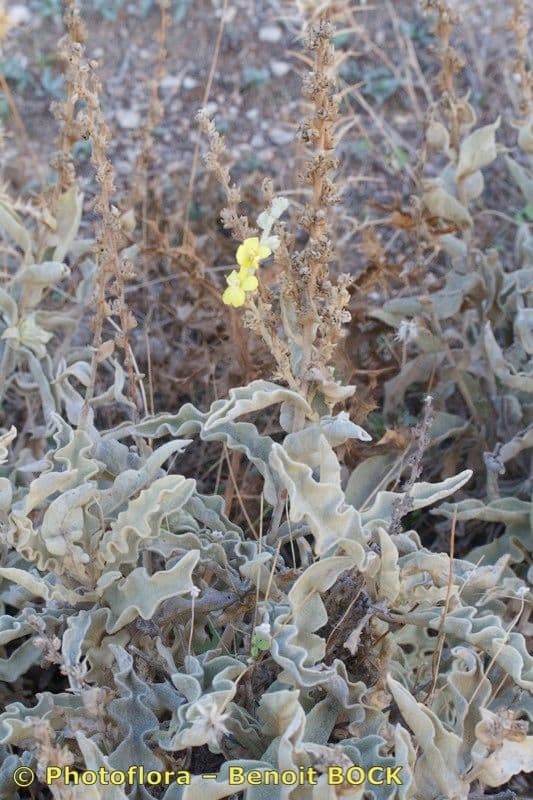 Mullein 8
