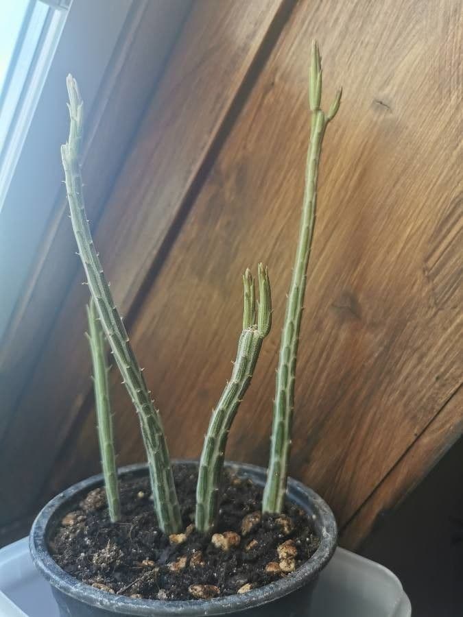 Kleinia 7