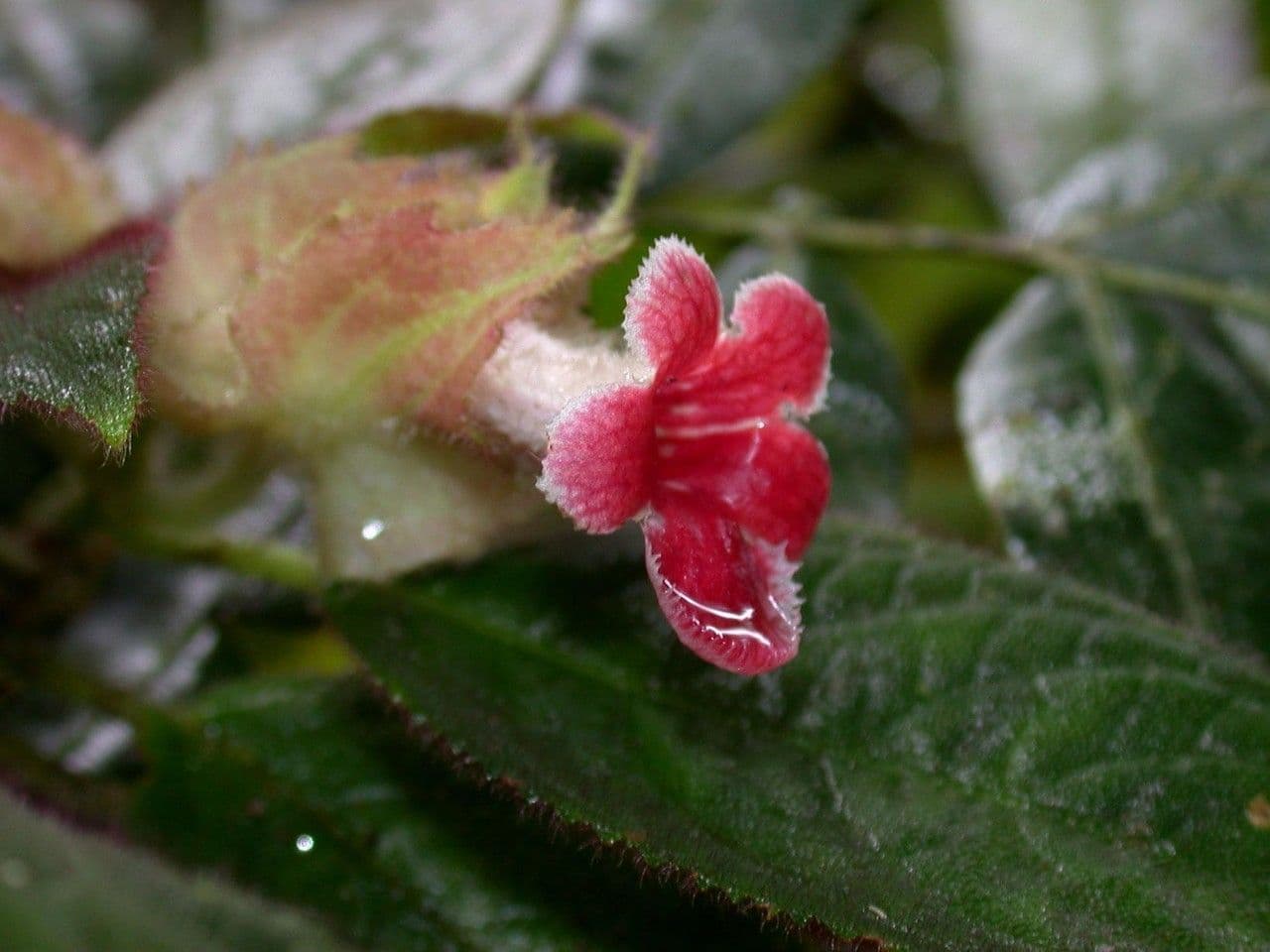 Drymonia pelosa 4