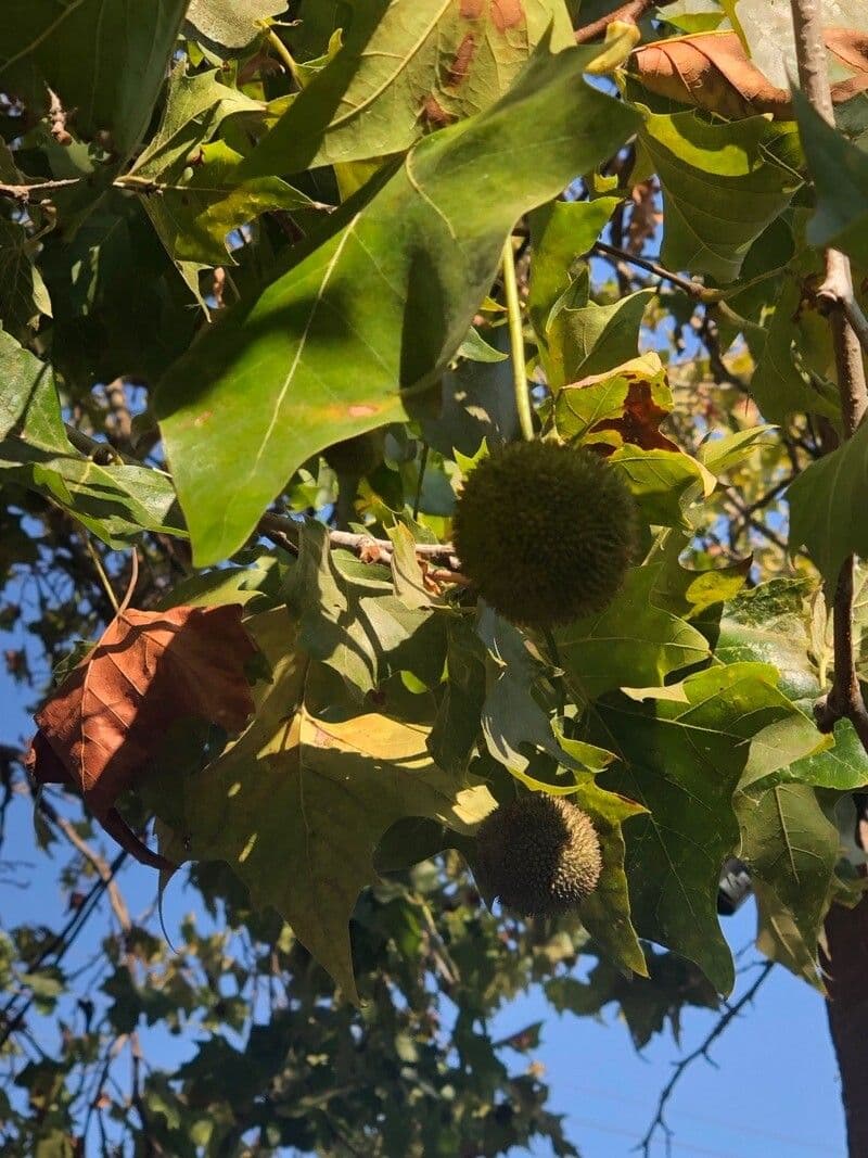 Platano della California 28