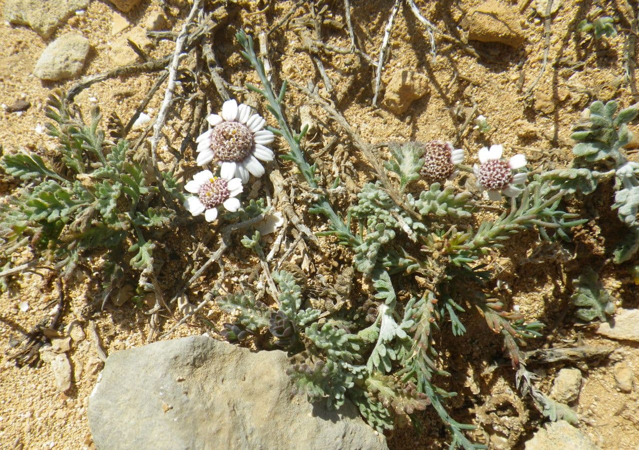 Camomilla 10