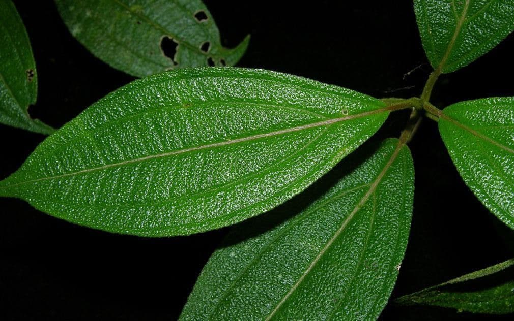Henriettea tuberculosa 7