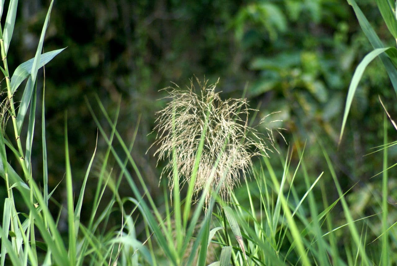 Saccharum 3