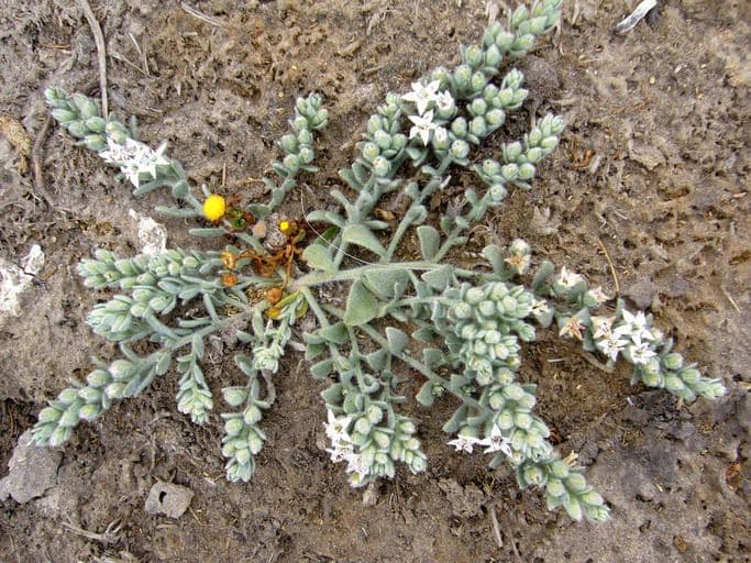 Cressa truxillensis 10