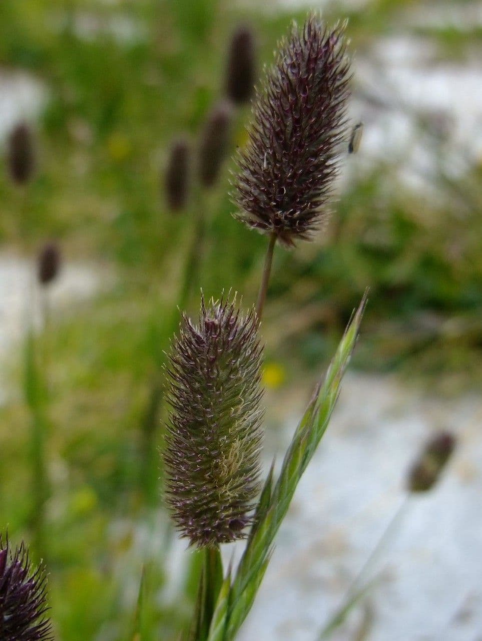Codolina alpina 4
