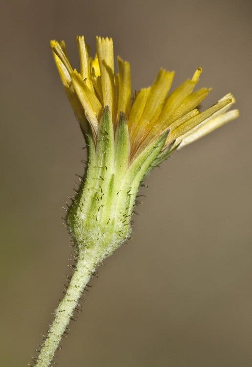 Hieracium scabro 4