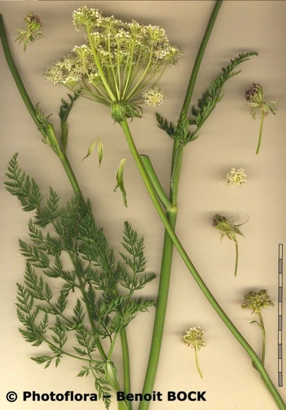 Laserpitium 29