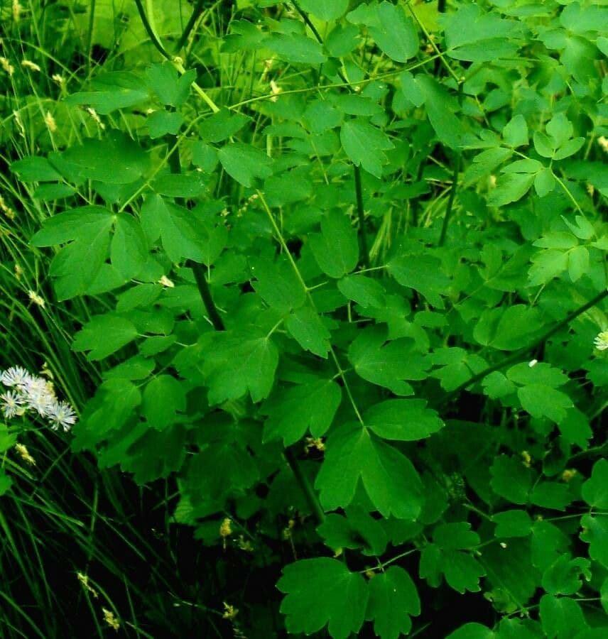 Akeleiblättrige Wiesenraute 15