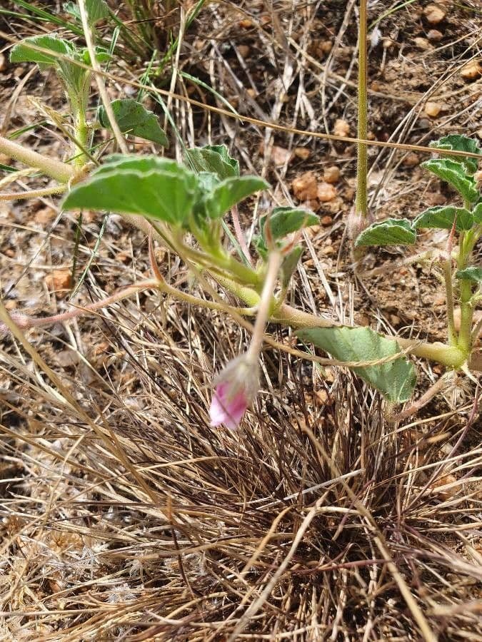 Monsonia 2