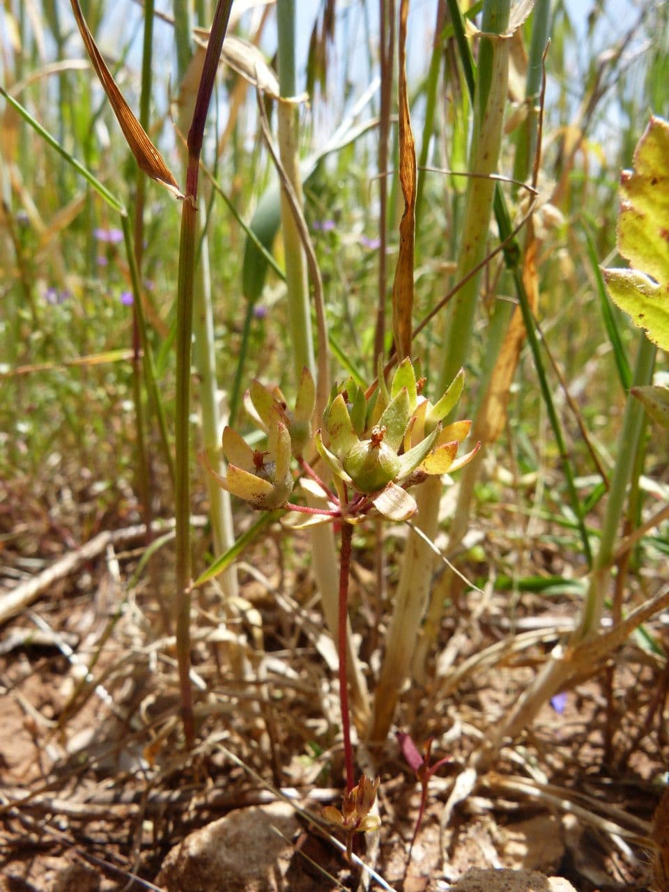 Androsace maxima 11