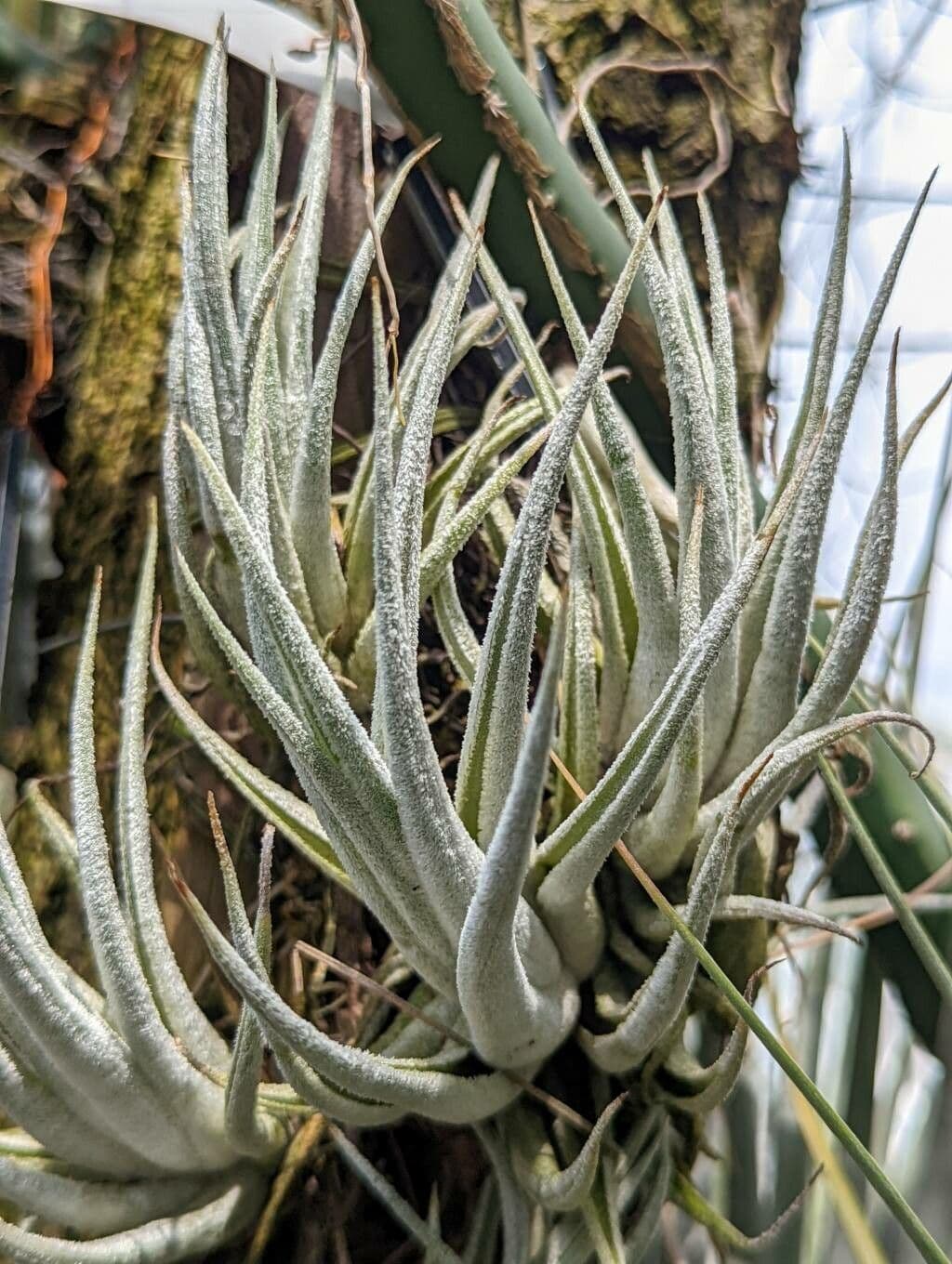 Tillandsia 3