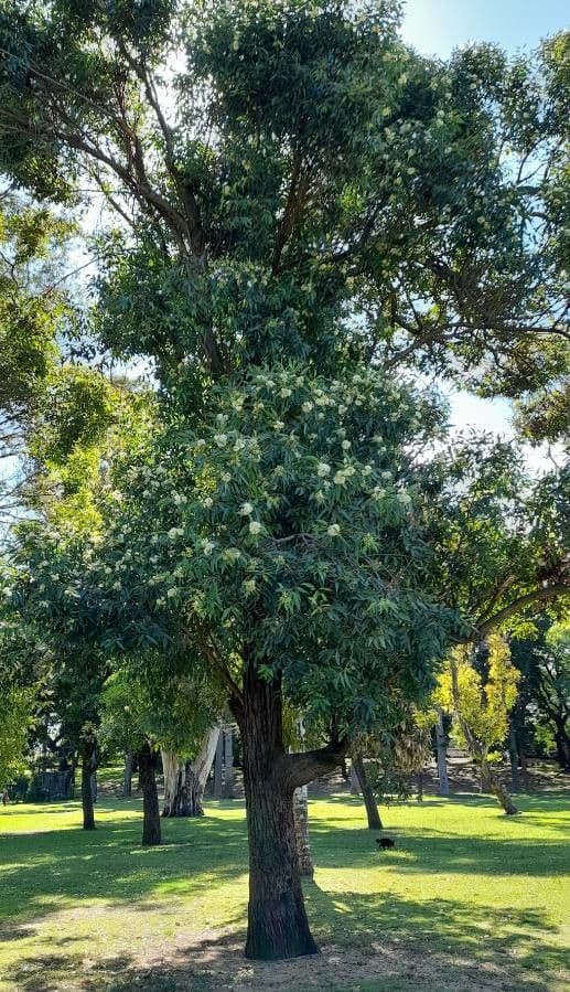 Eukalyptus" 5