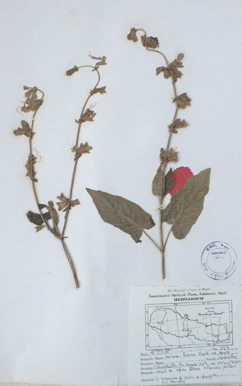 Salvia 11