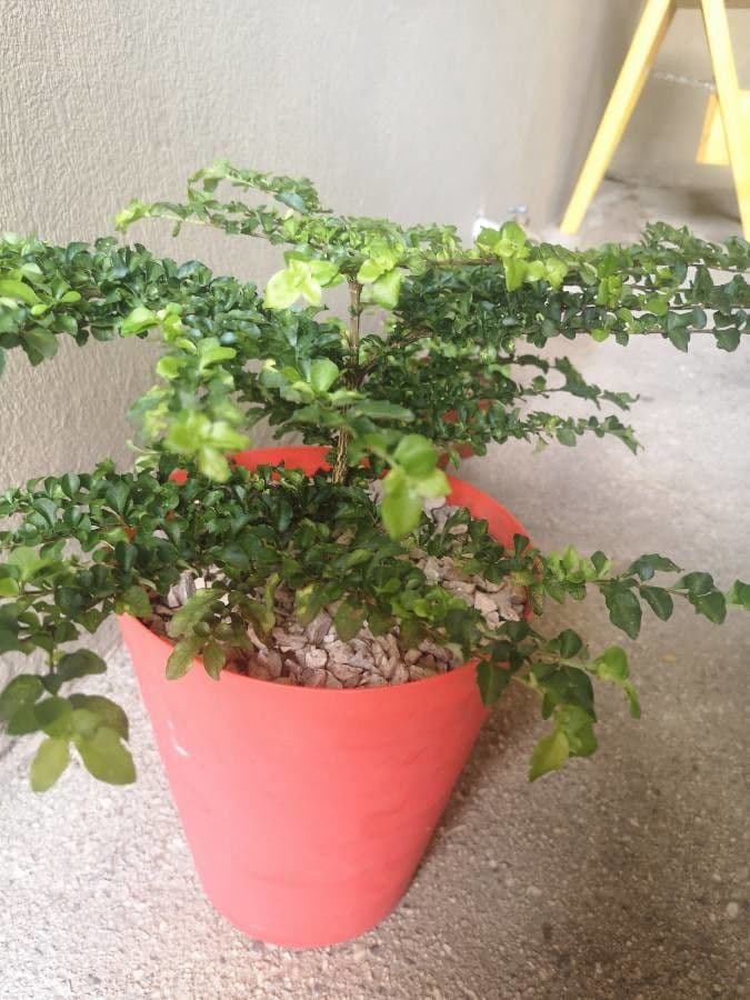 Randia Aculeata 19