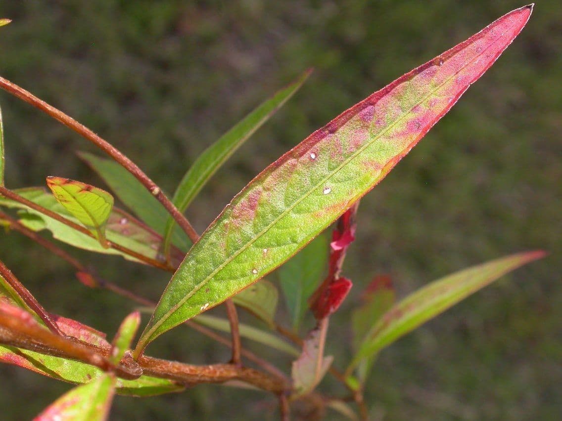 Ludwigia alternifolia 19
