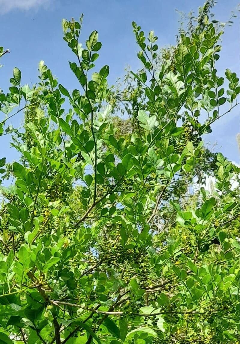 Zanthoxylum fagara 9