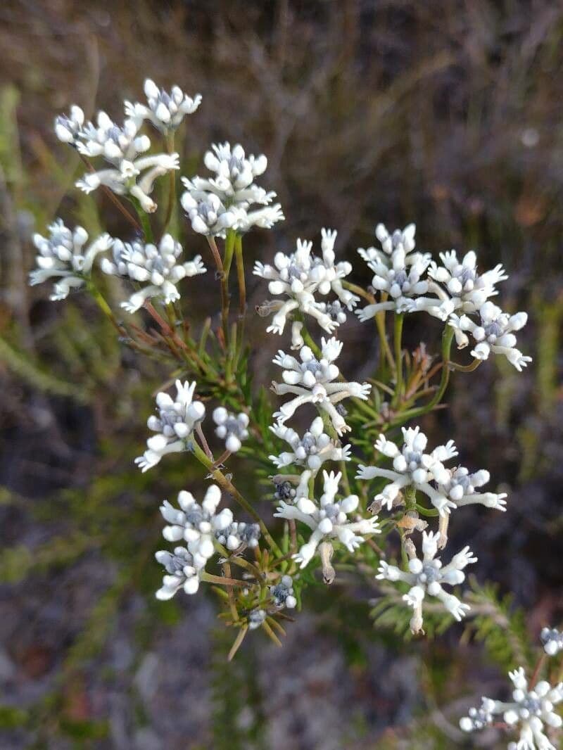 Conospermum 2