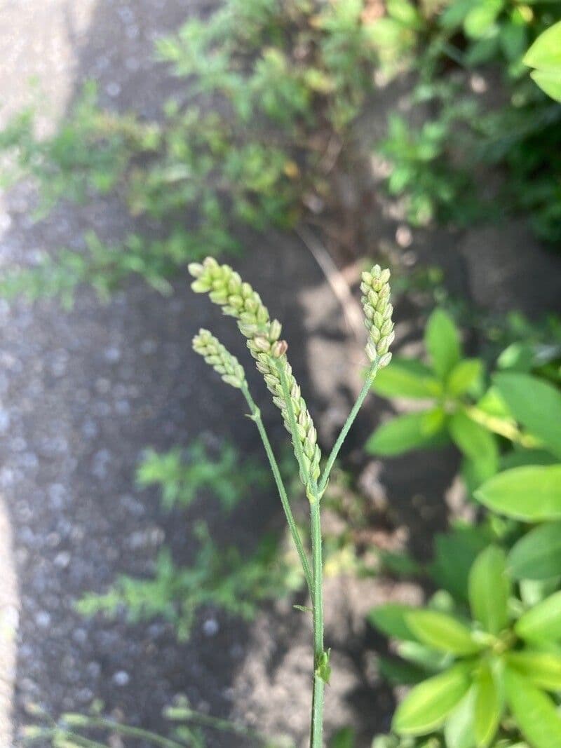 Verbena 2