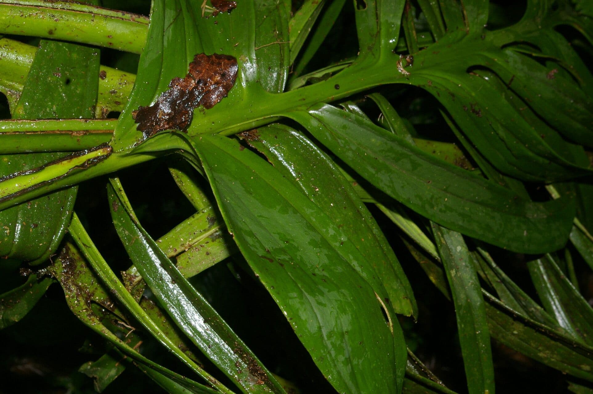 Monstera