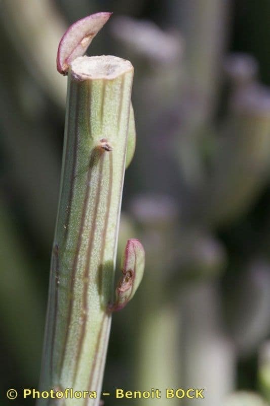 Kleinia anteuphorbium 6
