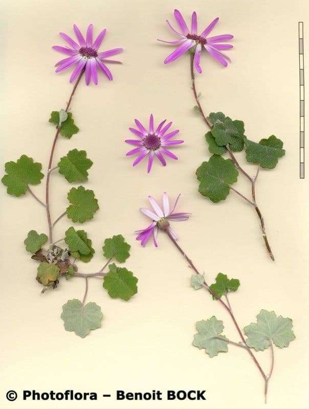 Pericallis 22