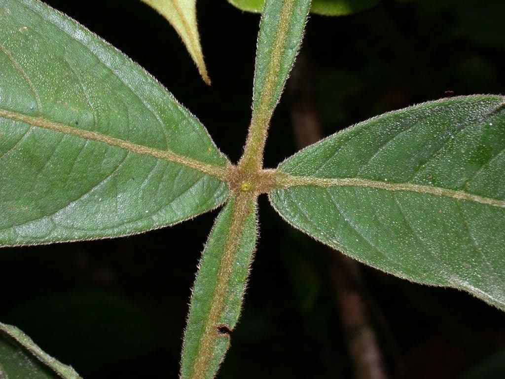 Inga 11