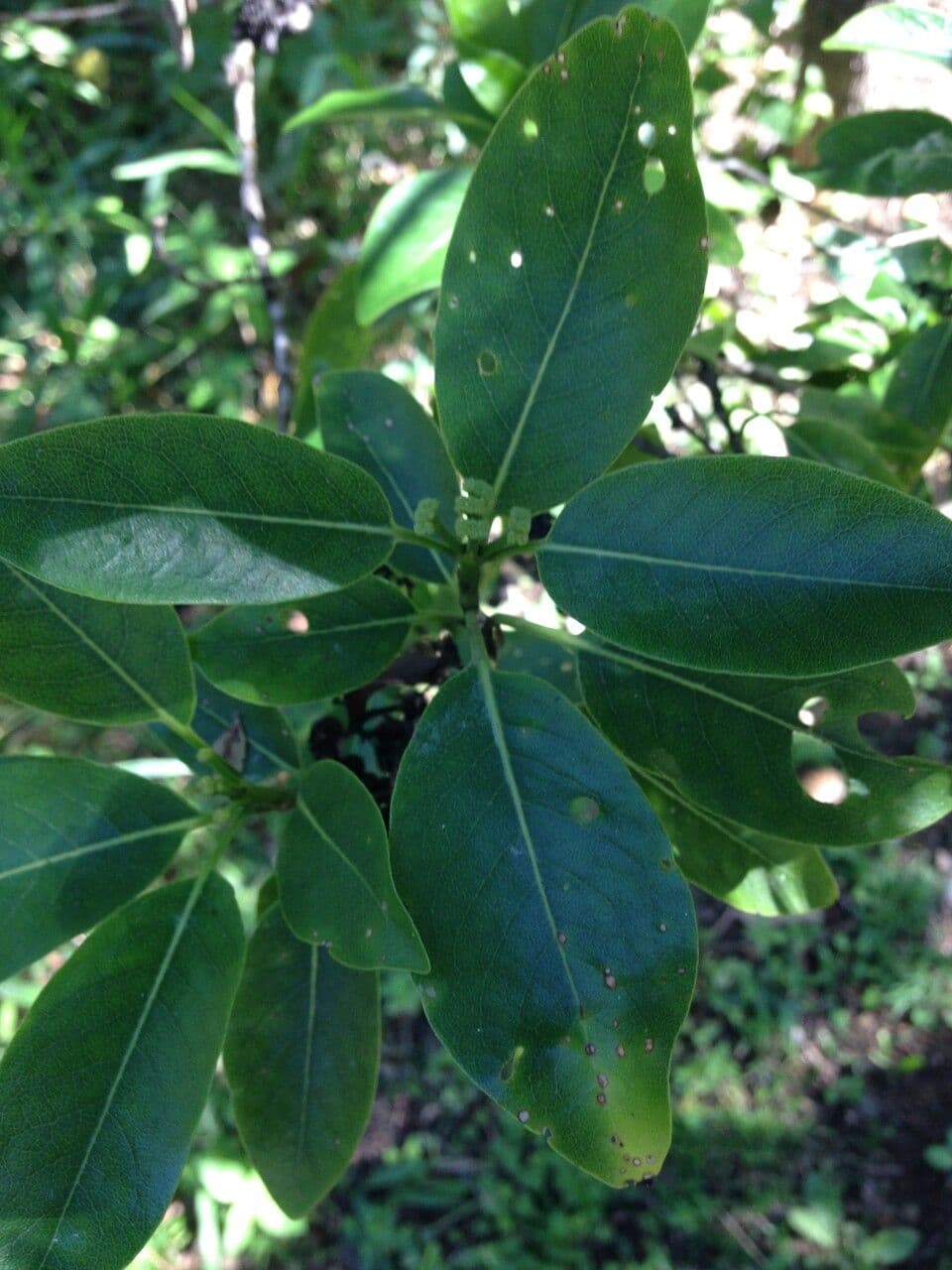 Coptosperma borbonicum 13