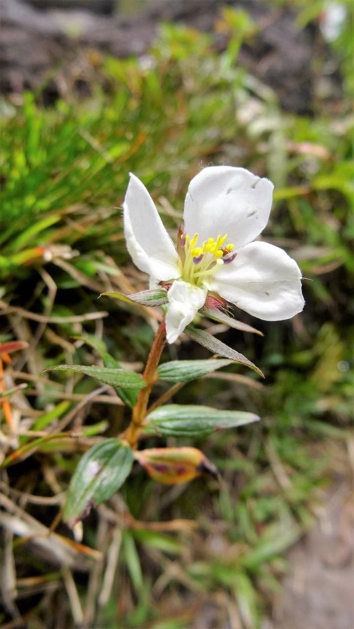 Falsa prateria 4