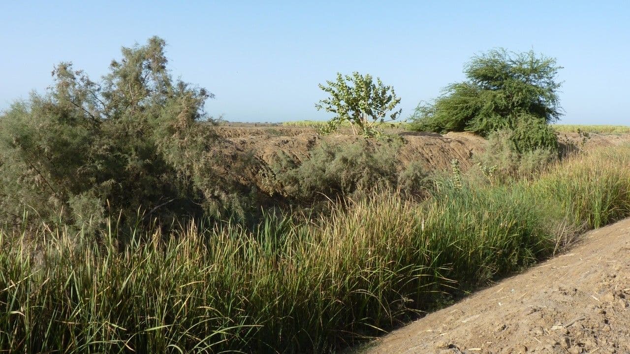 Totora 11