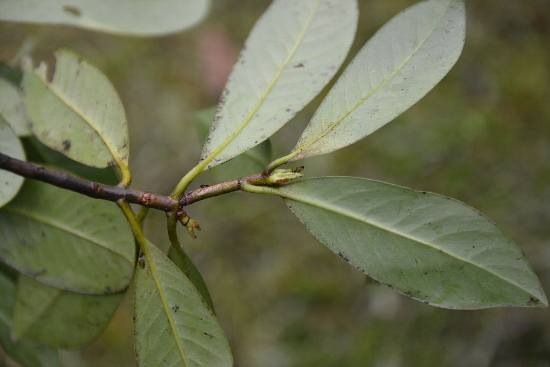 Chrysochlamys 10