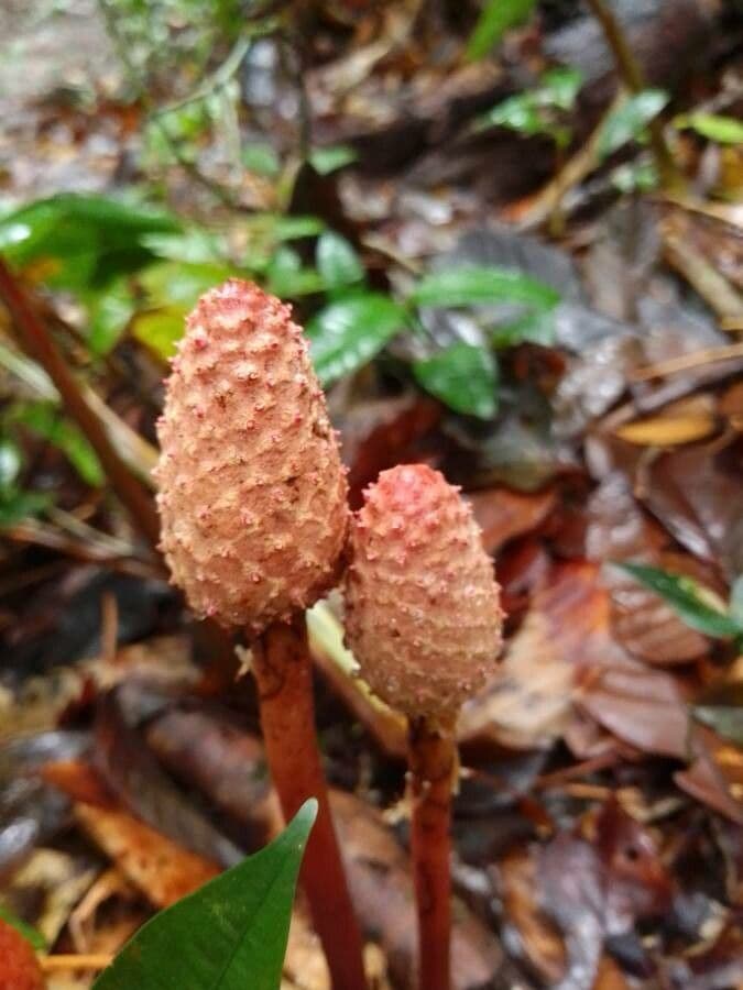 Cayenne-Helosis